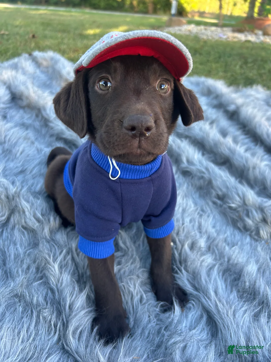 Labrador Retriever dogs for sale: Labrador Retriever sage design - Ad 1