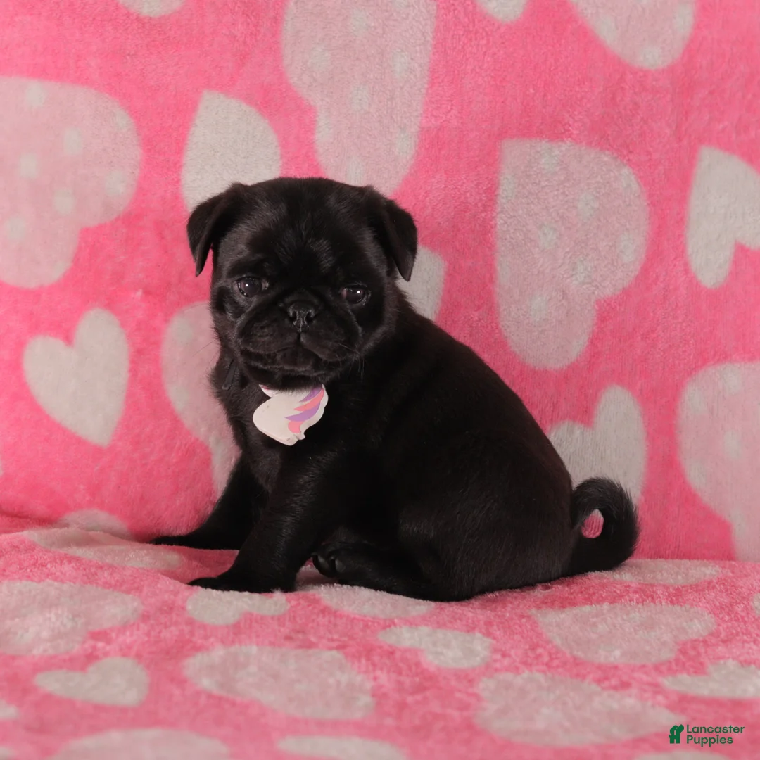 Pug dogs for sale: Bramble - Ad 2