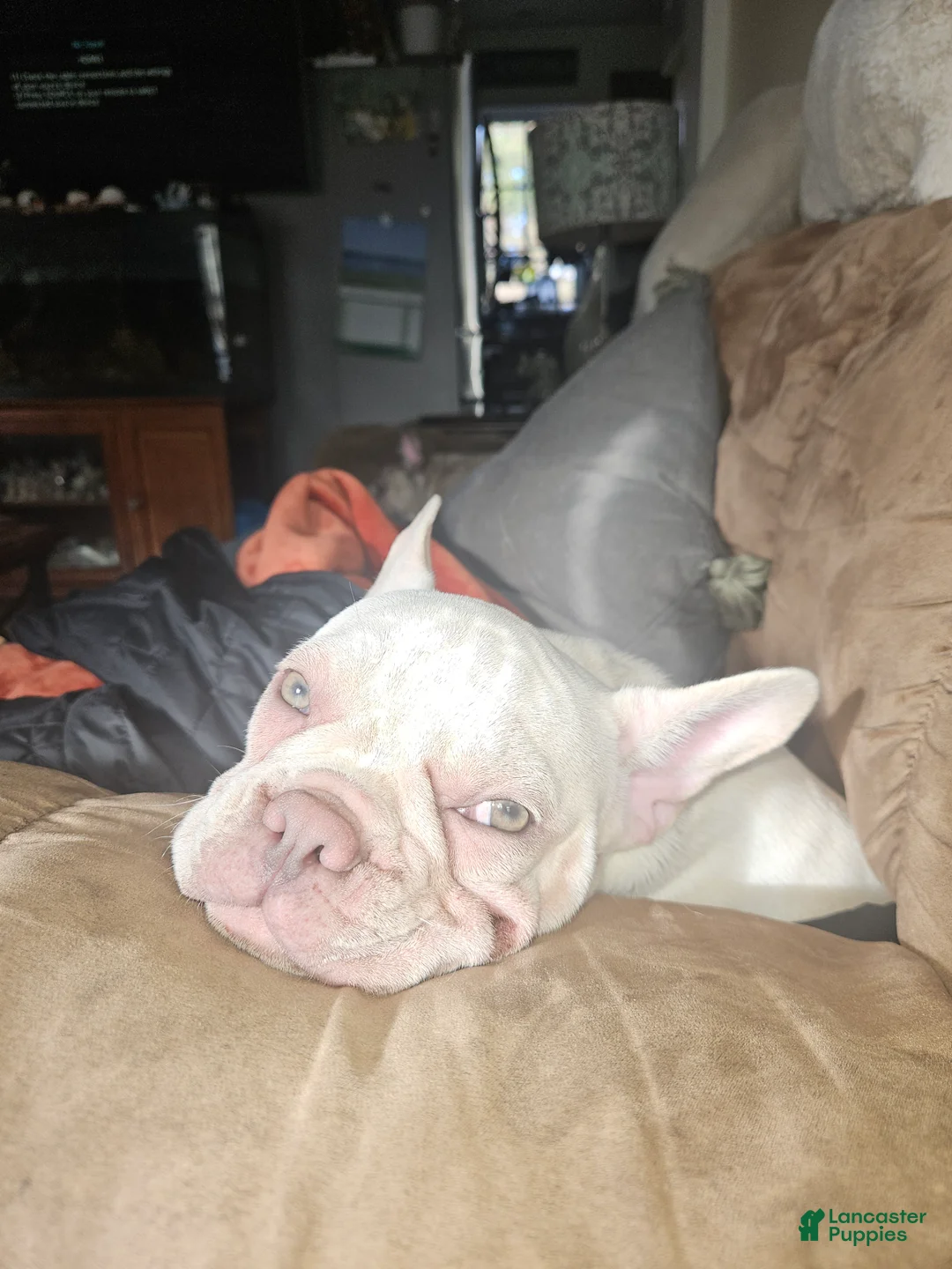 French Bulldog dogs for sale: French Bulldog Puppy 1 - Ad 2