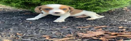 Mixed Breed dogs for sale: Skippy - Ad 9