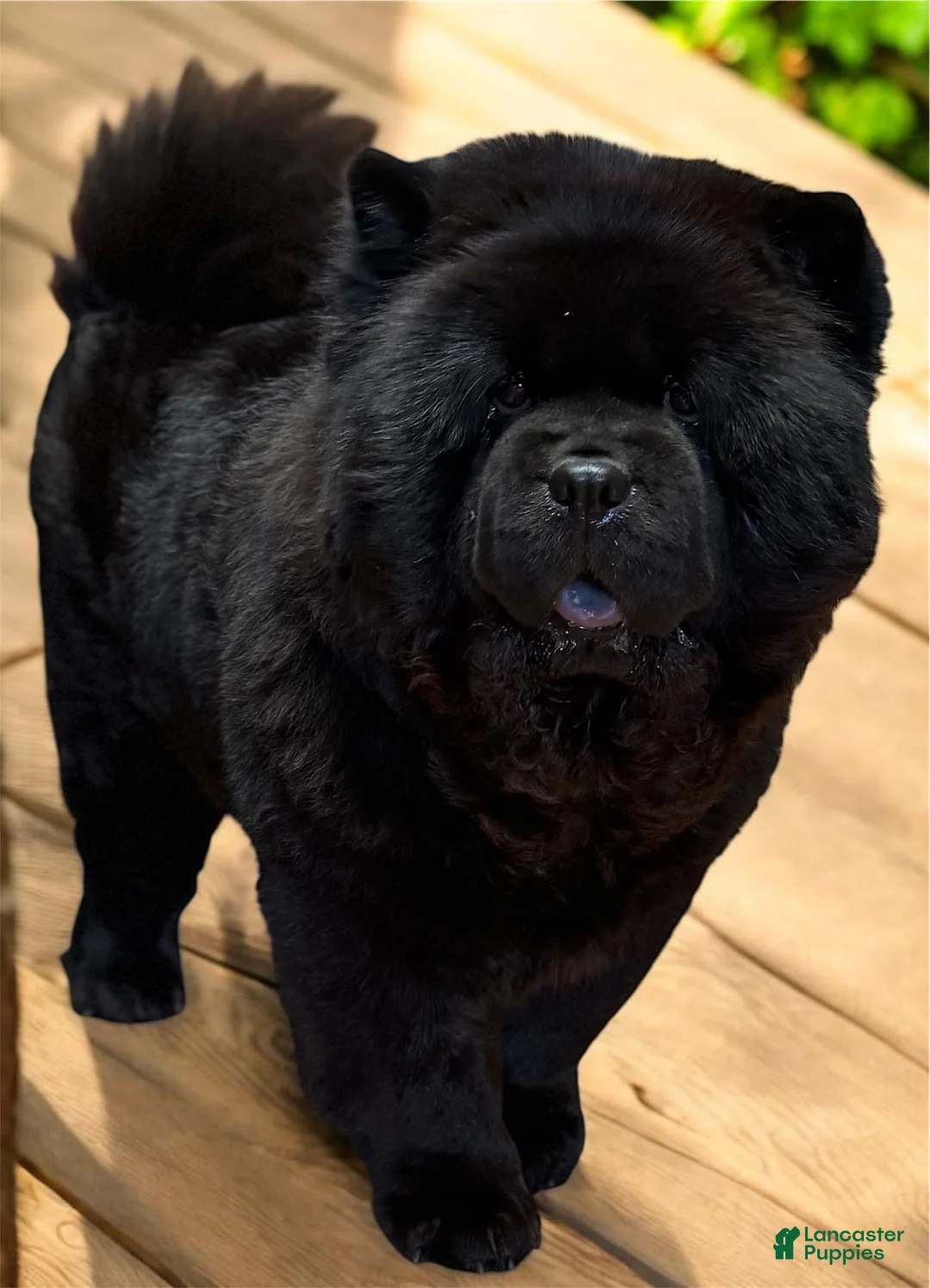 Chow Chow dogs for sale: Chow Chow Puppy 1 - Ad 4