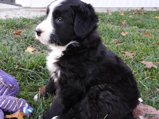 Mixed Breed dogs - Ad 4