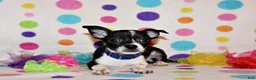 Chihuahua dogs for sale: Lucius - Ad 1