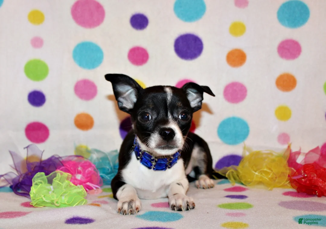 Chihuahua dogs for sale: Lucius - Ad 1