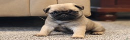 Pug dogs for sale: Champion Dexter - Ad 4