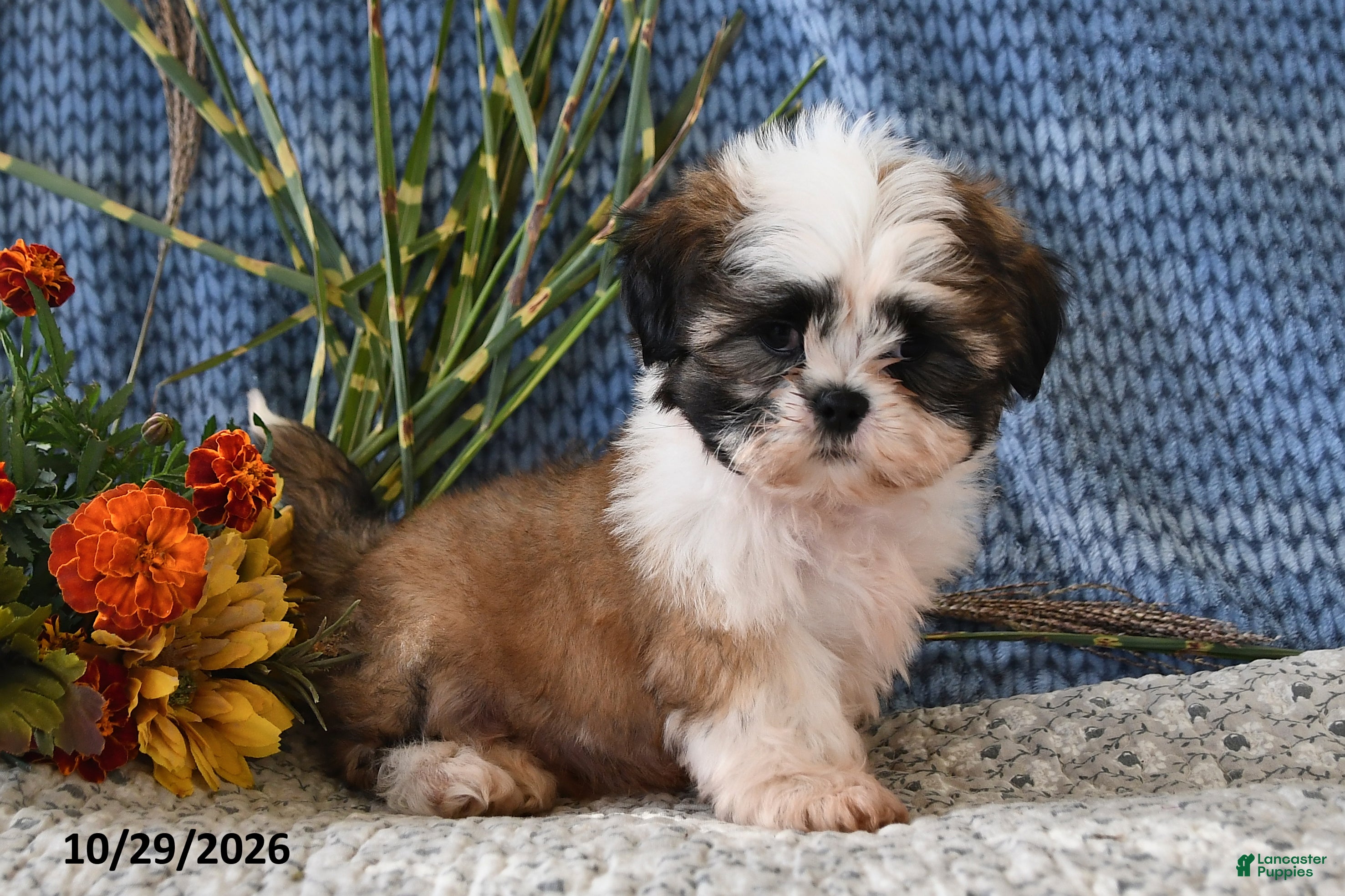 Shih Tzu dogs for sale: Benji - Ad 2