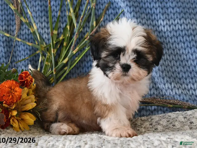 Shih Tzu dogs for sale: Benji - Ad 2