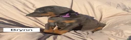 Doberman Pinscher dogs for sale: Brynn - Ad 5