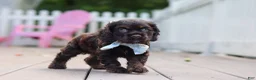 Cocker Spaniel dogs for sale: Mason - Ad 3