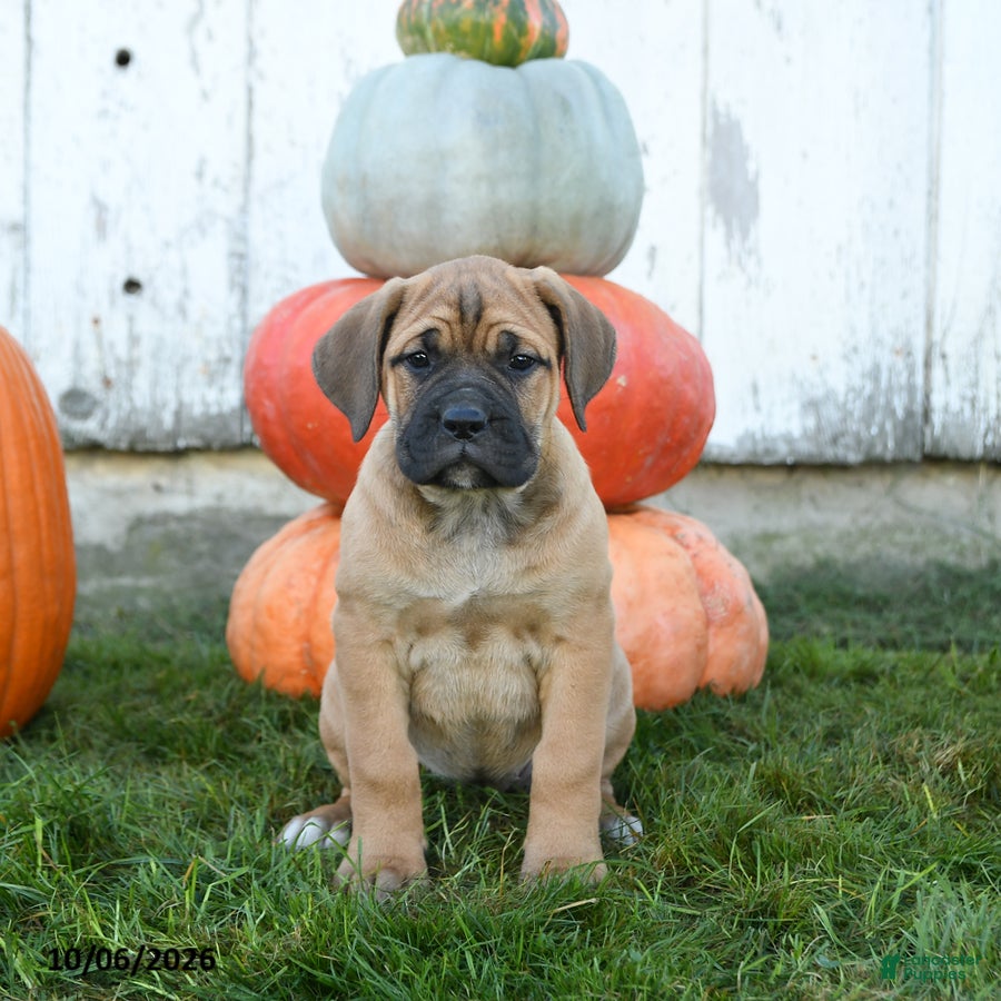 Cane Corso dogs Athena - Ad 2