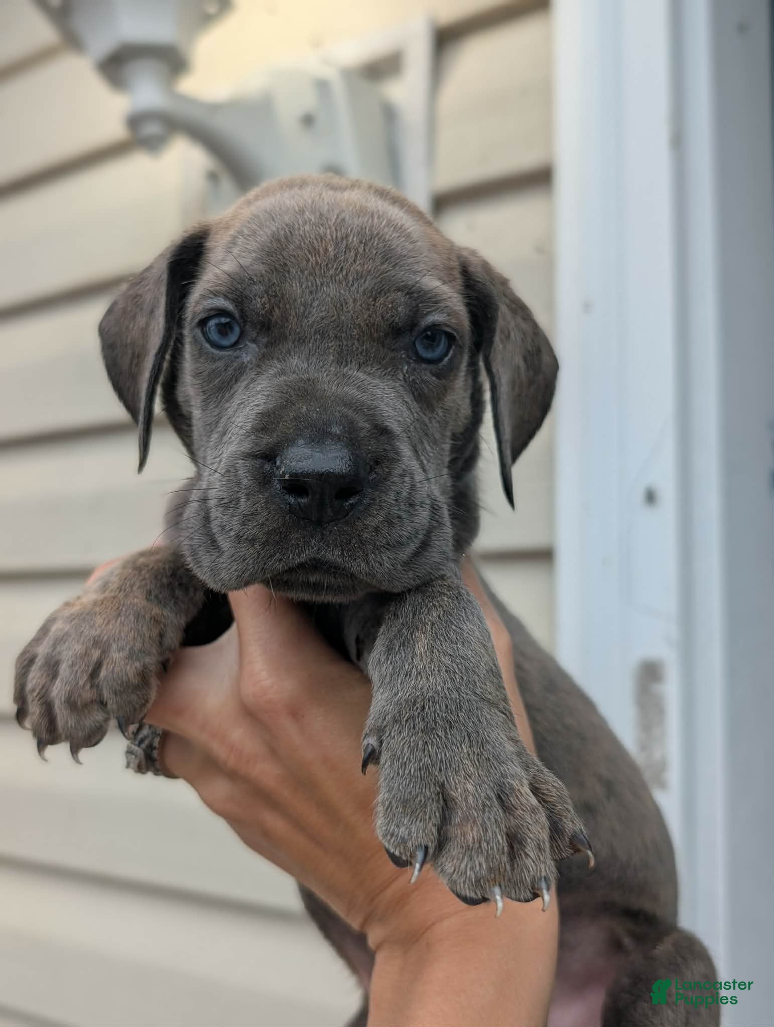Great Dane dogs Draco-male - Ad 2