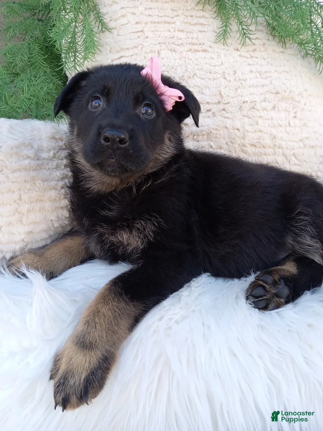 German Shepherd dogs for sale: Callie - Ad 2