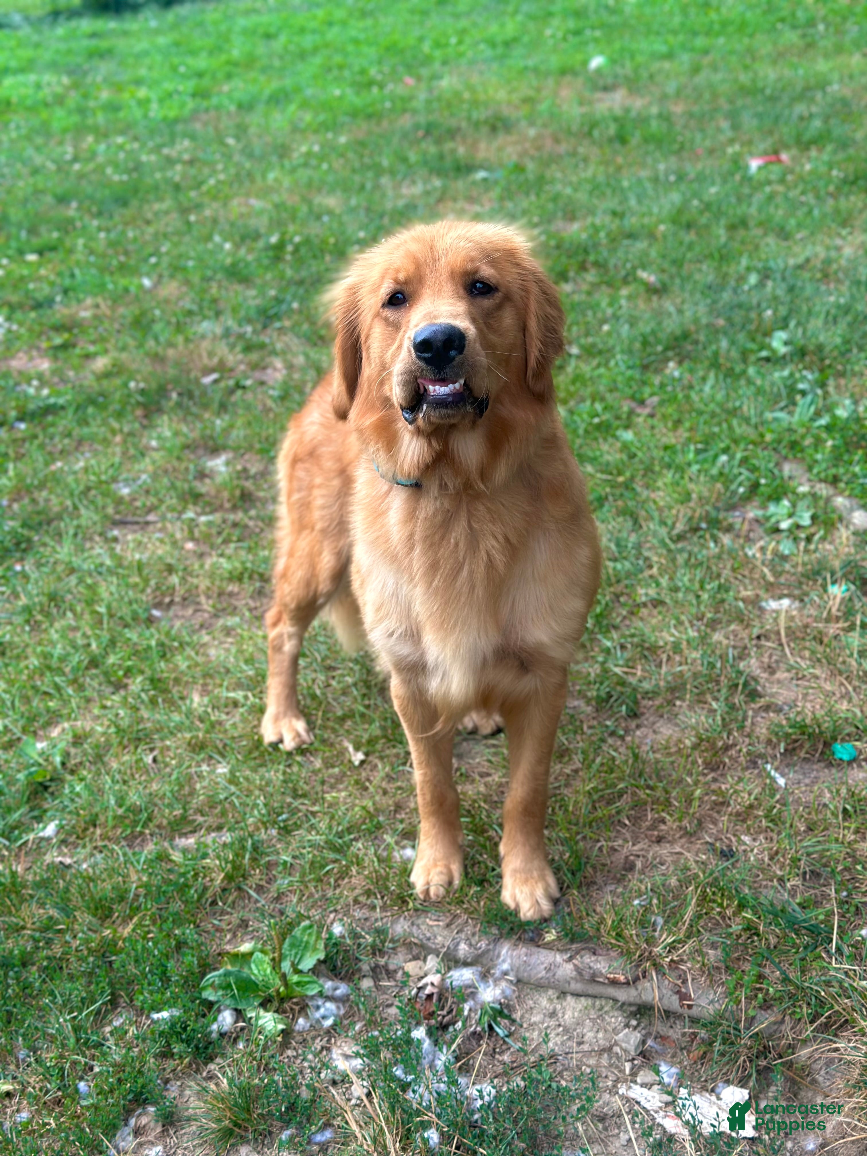 Golden Retriever dogs Luna - Ad 2