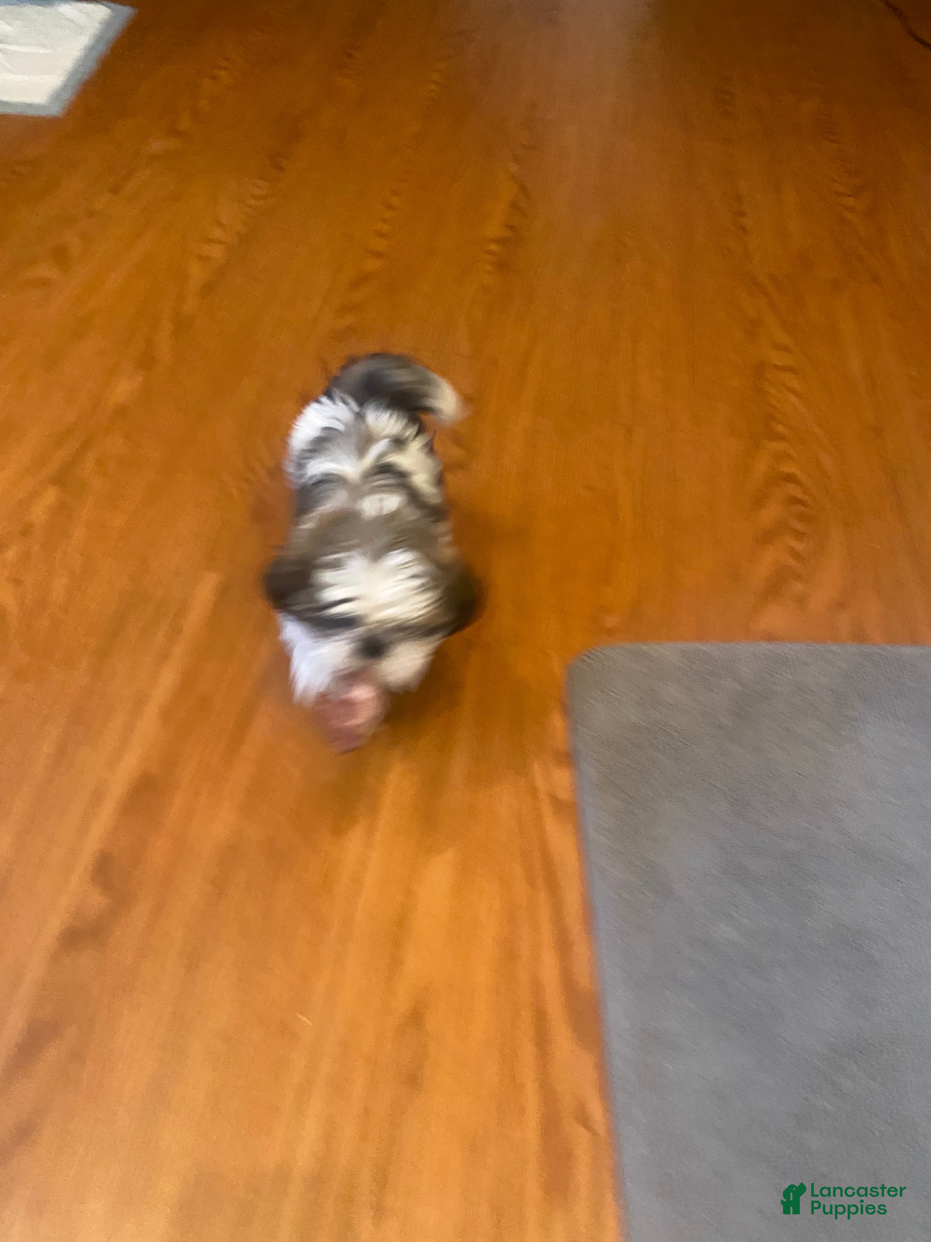 Shih Tzu dogs Shih Tzu 2 - Ad 19