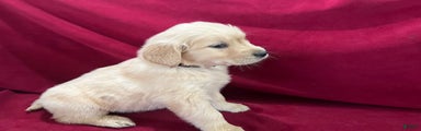 Golden Retriever Puppy 7