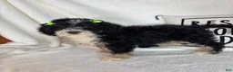 Mini Bernedoodle dogs for sale: Molly - Ad 3