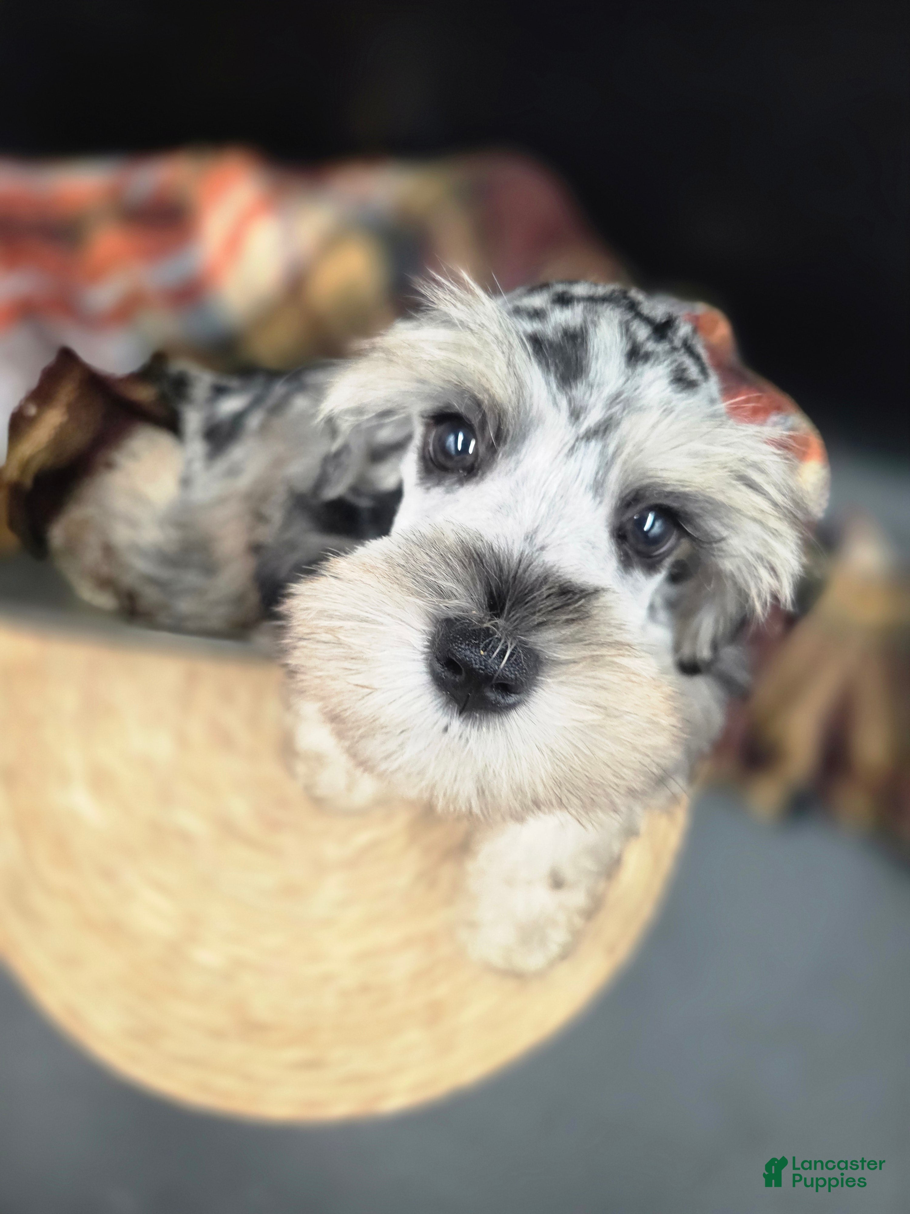 Miniature Schnauzer dogs Merle Male - Ad 2