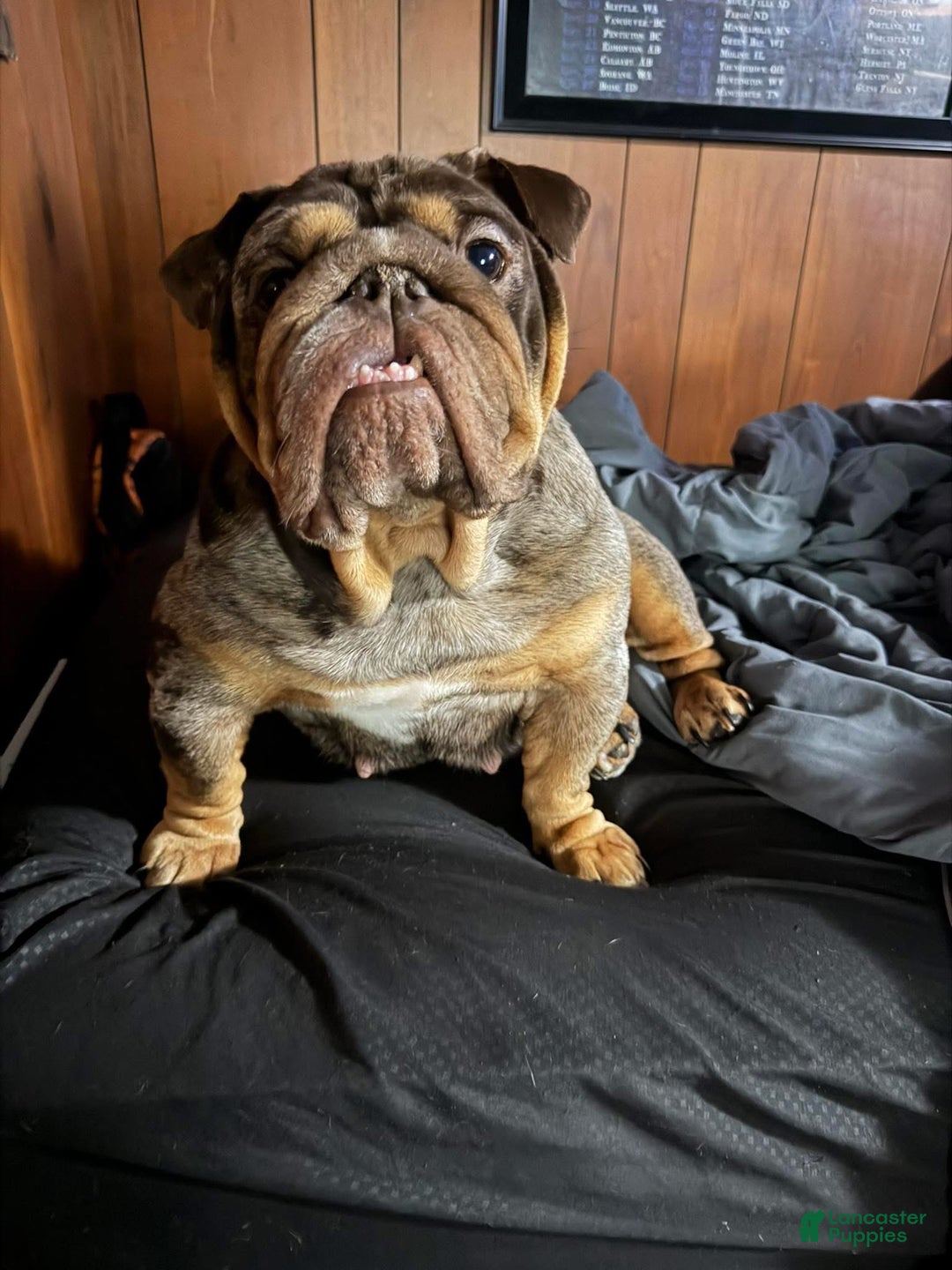 English Bulldog dogs for sale: McFlurry - Ad 2