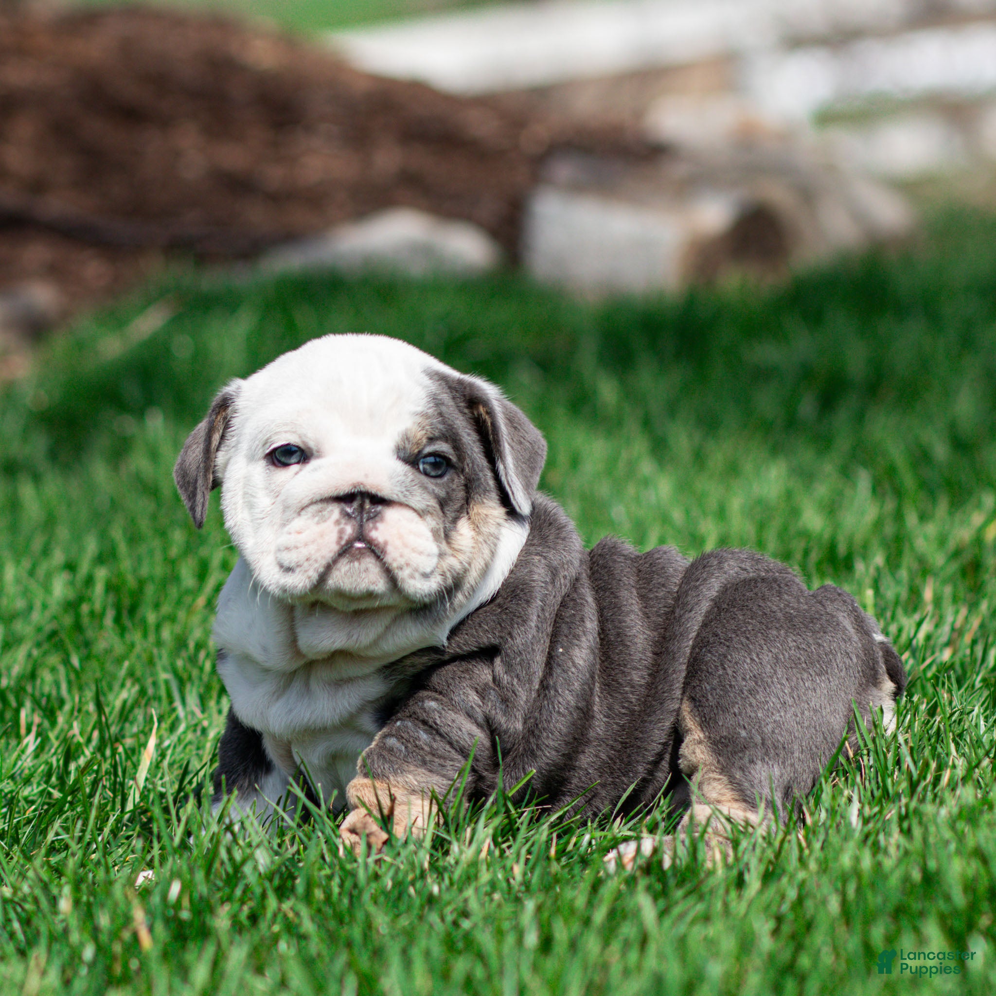 English Bulldog dogs Misty Harbor English Bulldog Puppy  - Ad 2