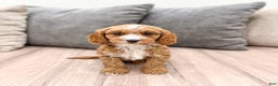Cavapoo dogs for sale: Rocket - Ad 2