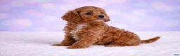 Cavapoo dogs for sale: Daisy - Ad 3