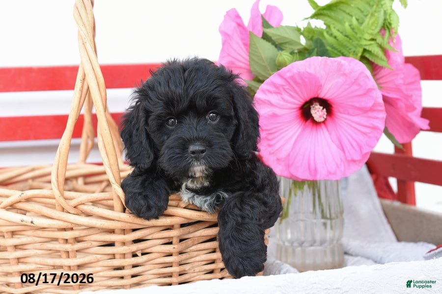 Cockapoo dogs Sparrow - Ad 1