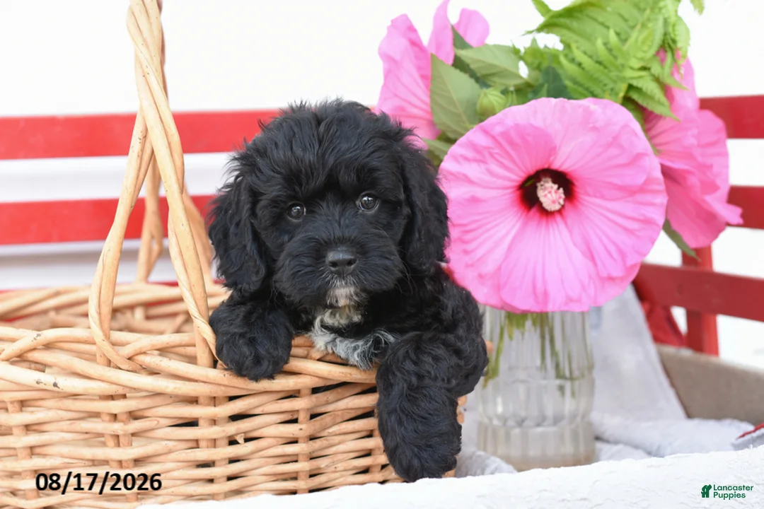 Cockapoo dogs for sale: Sparrow - Ad 1
