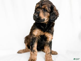 Standard Poodle dogs Delta - Ad 23