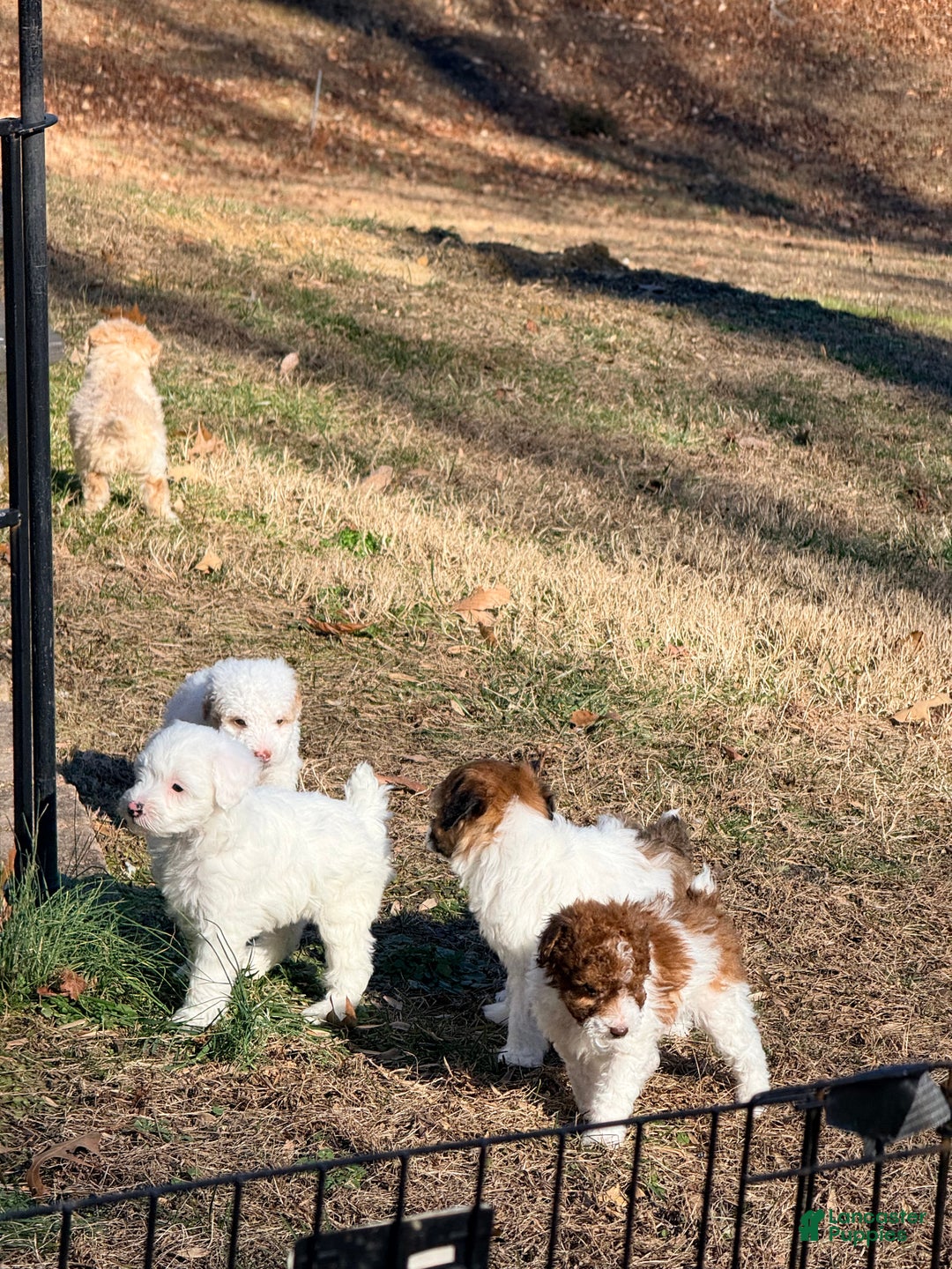 Pomapoo dogs for sale: Brodie - Ad 2