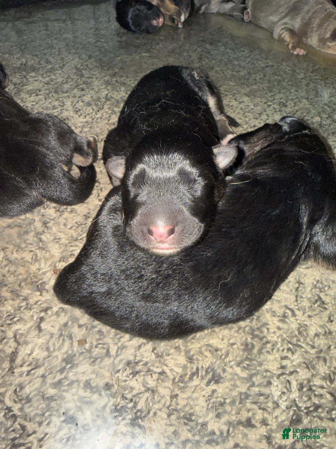 German Shepherd dogs for sale: Storm - Ad 2