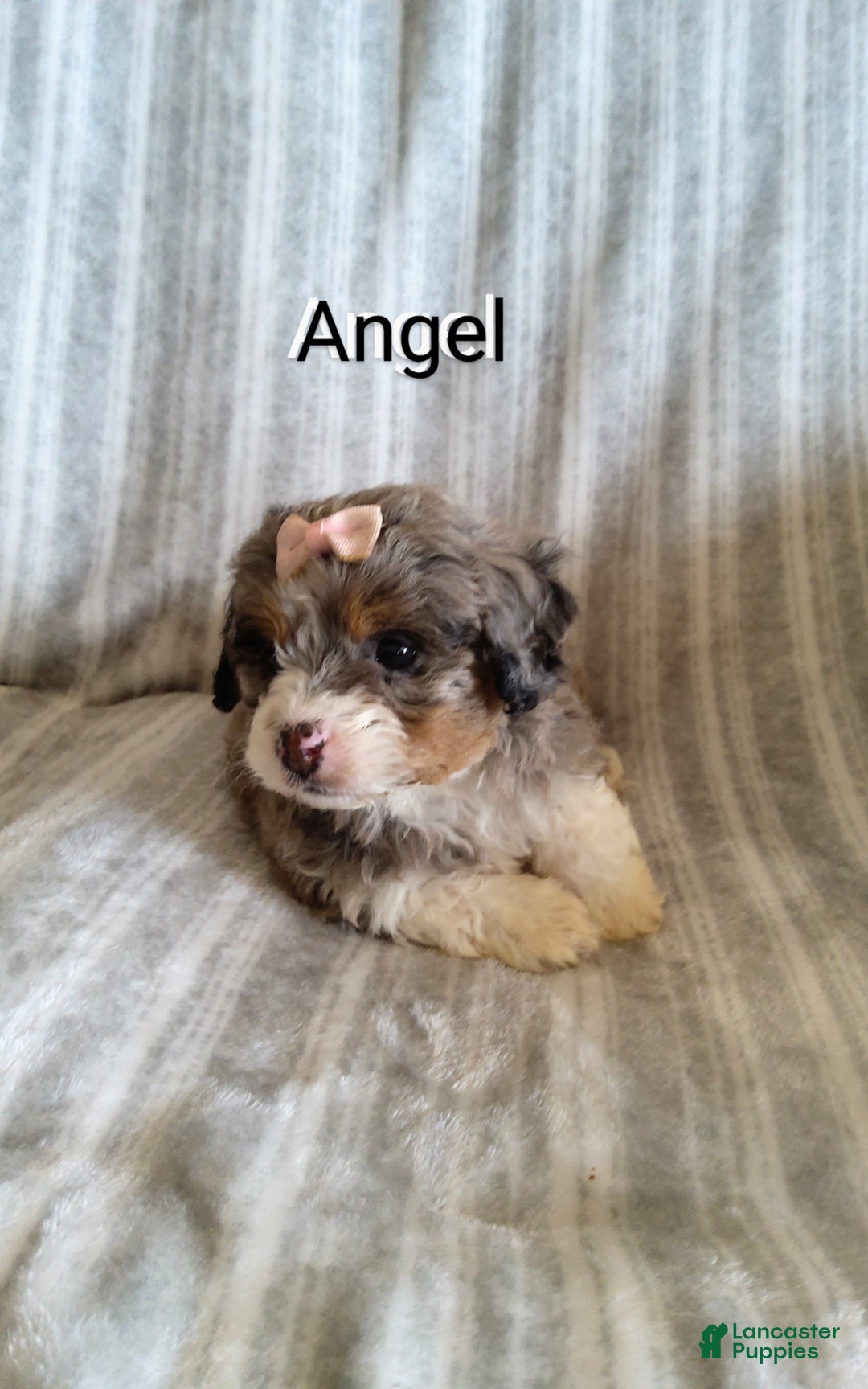 Mini Bernedoodle dogs for sale:  Angel  - Ad 4
