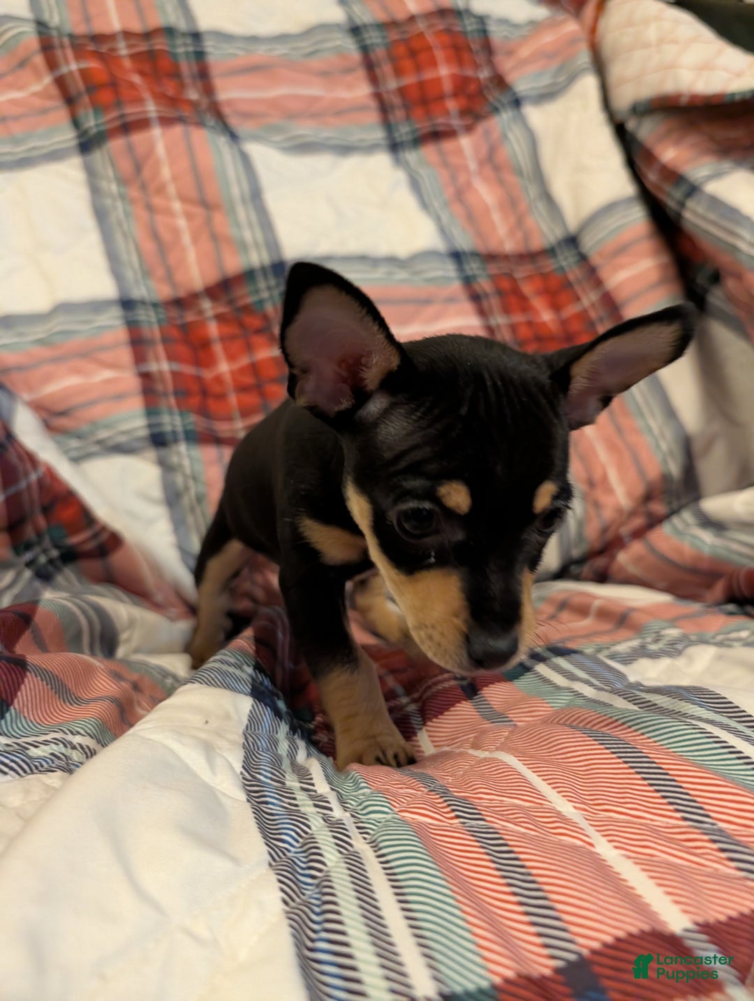 Mixed Breed dogs for sale: Chandler  - Ad 3