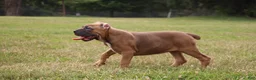 Cane Corso dogs for sale: Andromeda  - Ad 5