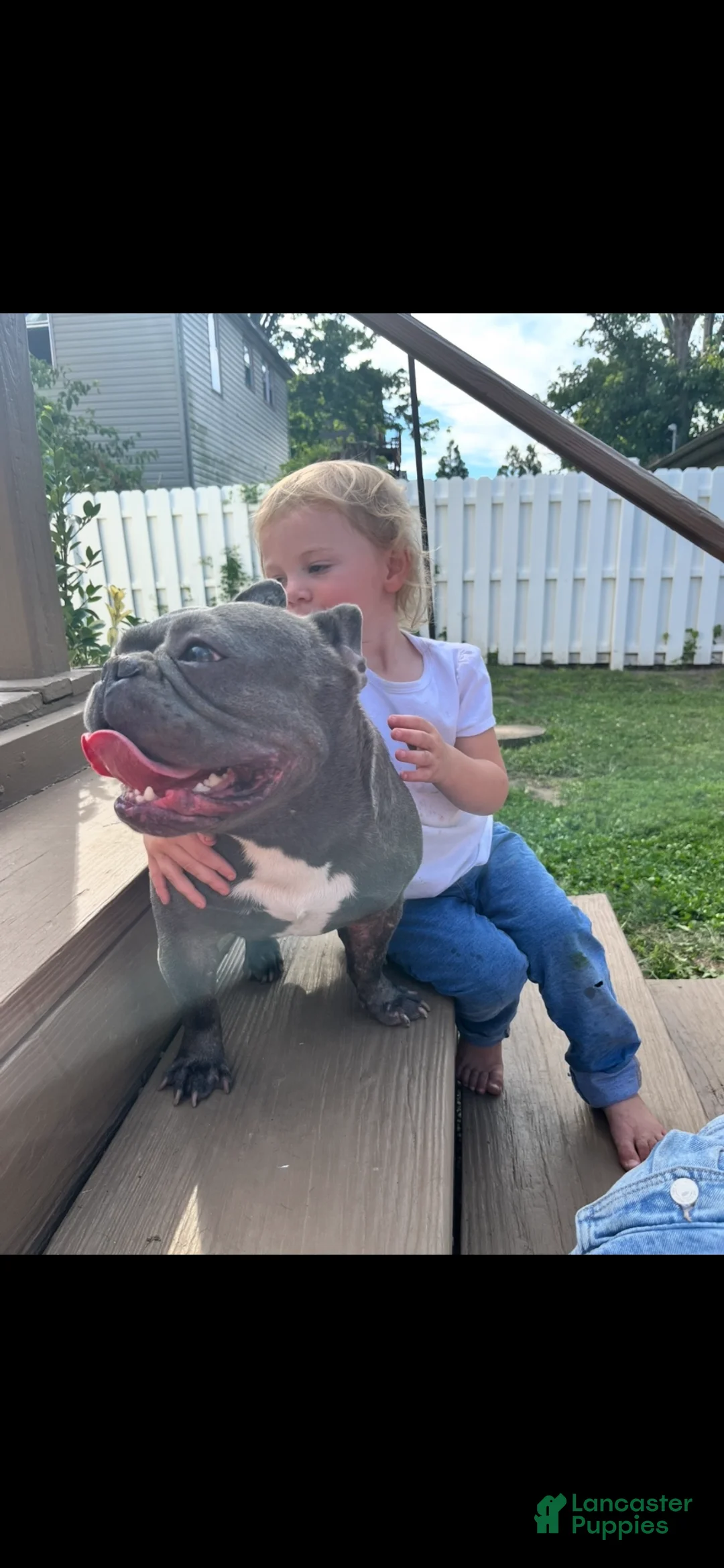 French Bulldog dogs for sale: French Bulldog Puppy 4 - Ad 17