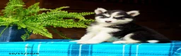 Pomsky dogs for sale: Tigger - Ad 3