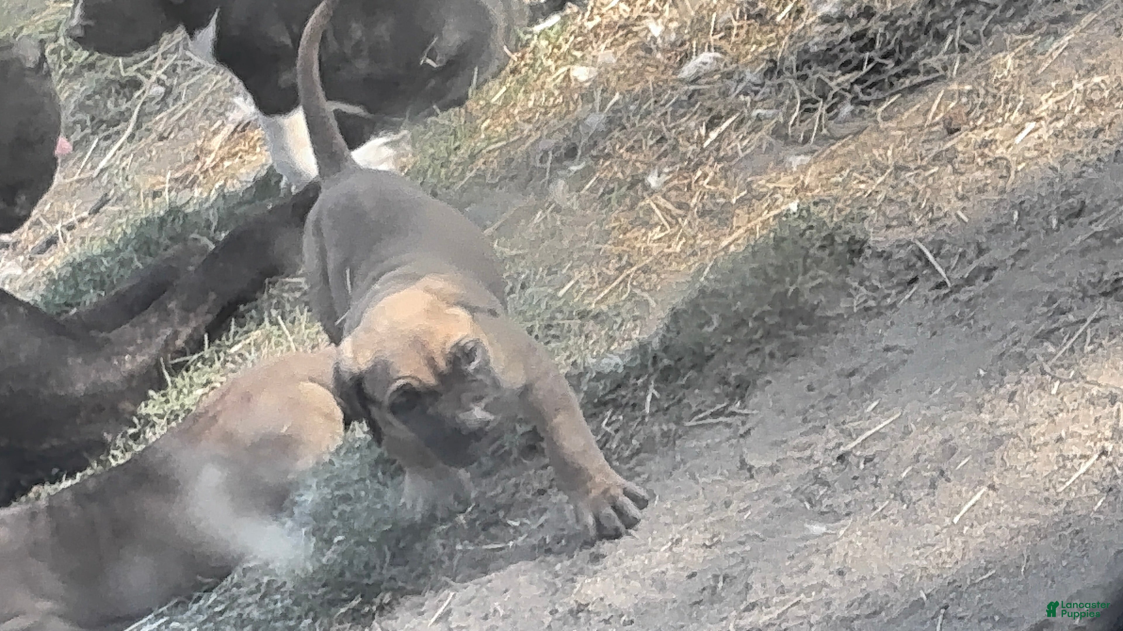 Cane Corso dogs Cane Corso Puppy 7 - Ad 1