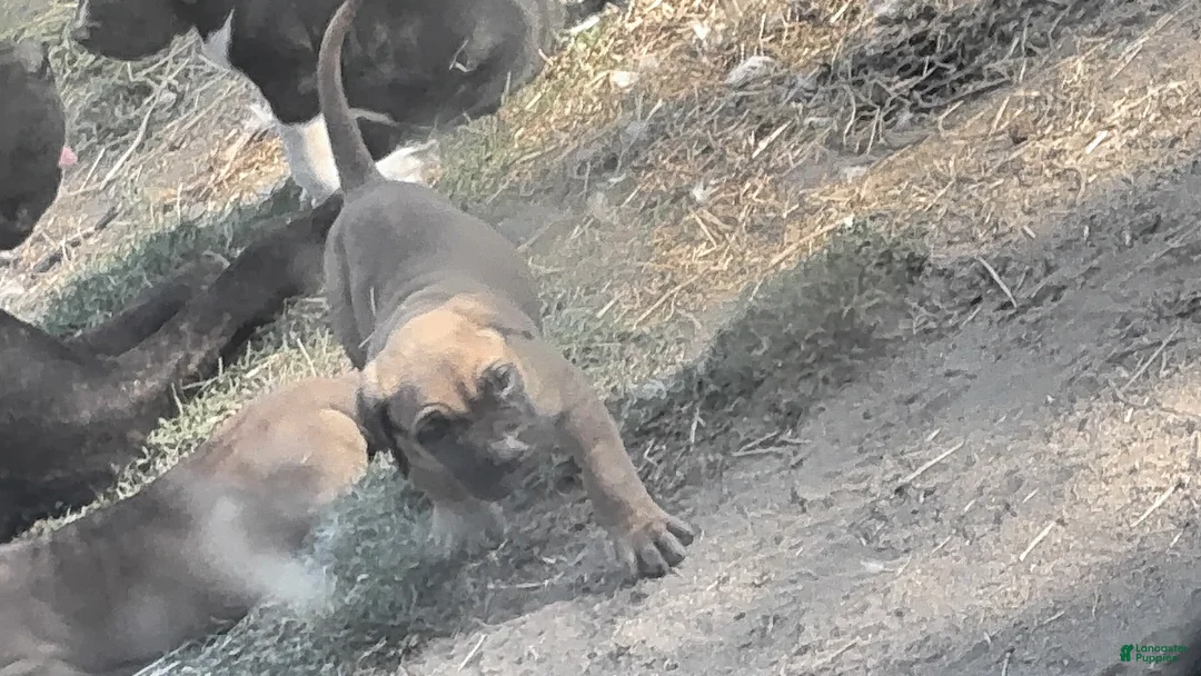 Cane Corso dogs for sale: Cane Corso Puppy 7 - Ad 1