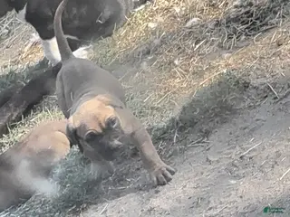 Cane Corso dogs Cane Corso Puppy 7 - Ad 2