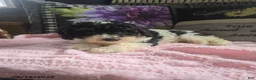 Miniature Poodle dogs for sale: Tina - Ad 3