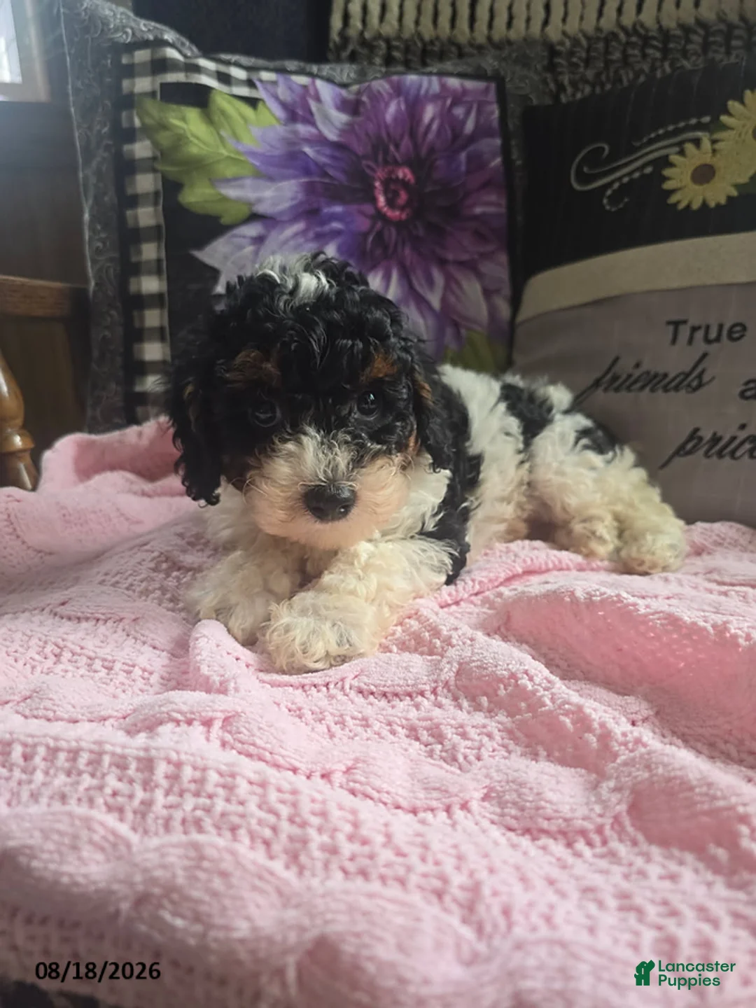 Miniature Poodle dogs for sale: Tina - Ad 3