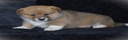 Welsh Corgi Pembroke dogs for sale: Moonbeam - Ad 14