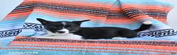Mixed Breed dogs for sale: Dahlia - Ad 3