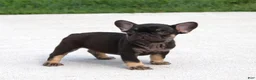 French Bulldog dogs for sale: Hershy - Ad 5
