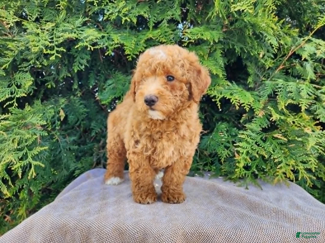 Mini Bernedoodle dogs for sale: Dallas - Ad 2