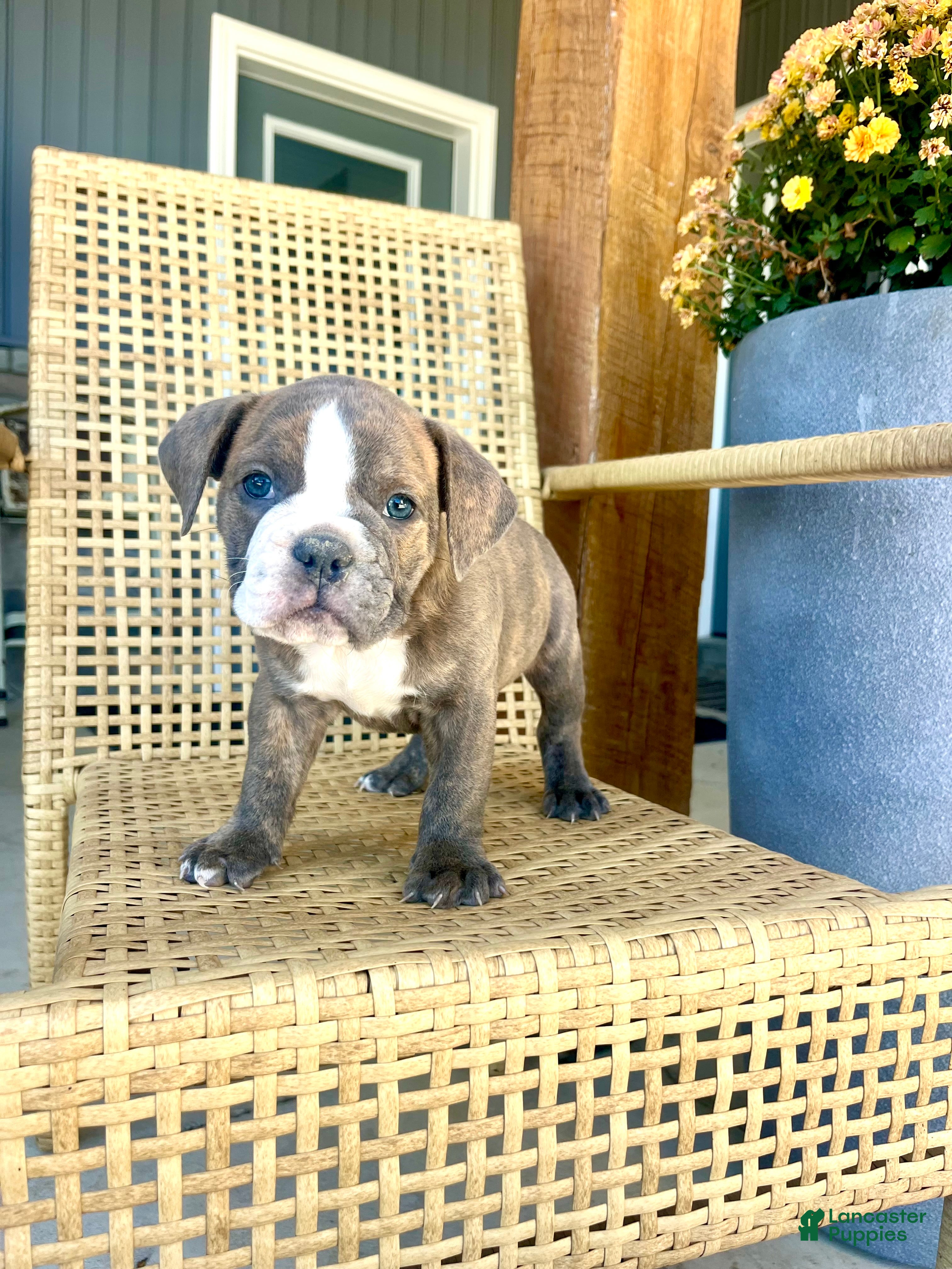 Olde English Bulldogge dogs Perry - Ad 27