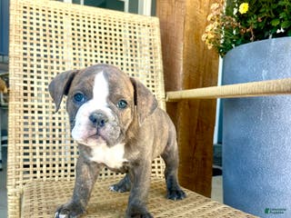 Olde English Bulldogge dogs Perry - Ad 19
