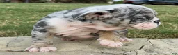 English Bulldog dogs for sale: ROYALTY BLU - English Bulldog  - Ad 3