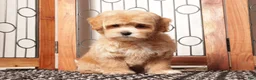Maltipoo dogs for sale: Paul Male Maltipoo - Ad 4