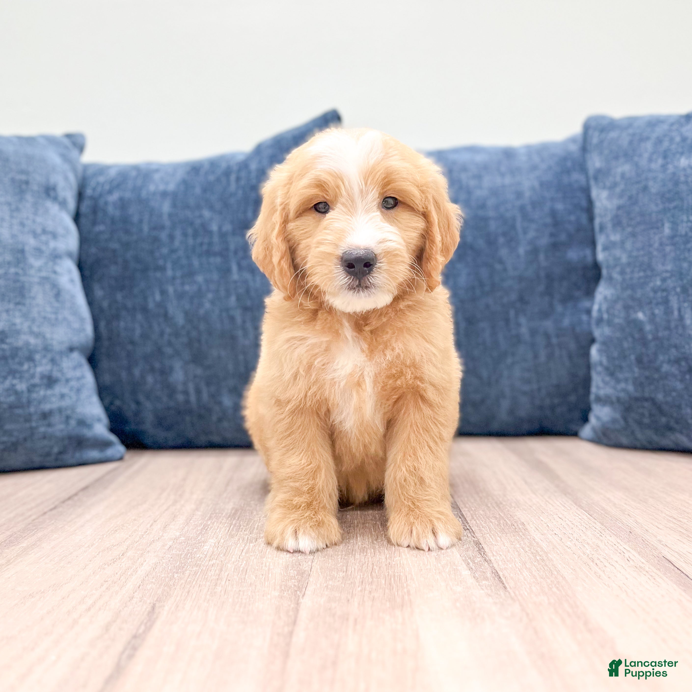 Mini Goldendoodle dogs Loyal - Ad 1