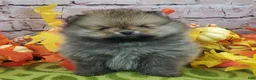 Pomeranian dogs for sale: Fajita - Ad 9